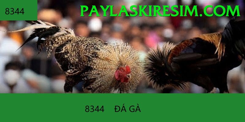 Đá Gà Trực Tiếp - Hello88